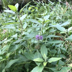 Mentha canadensis