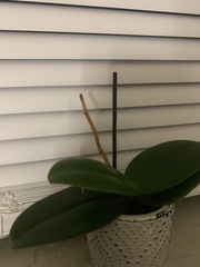 Phalaenopsis