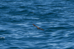 Hydrobates leucorhous