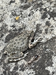 Pseudacris cadaverina