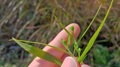 Symphyotrichum lanceolatum lanceolatum