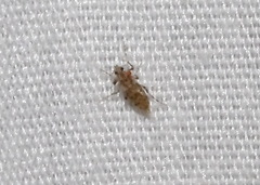 Chaoborus punctipennis