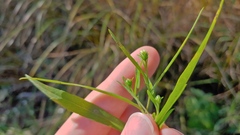 Symphyotrichum lanceolatum lanceolatum