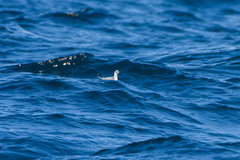 Phalaropus fulicarius