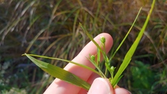 Symphyotrichum lanceolatum lanceolatum
