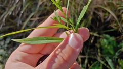Symphyotrichum lanceolatum lanceolatum