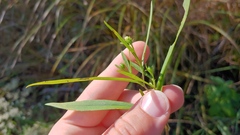 Symphyotrichum lanceolatum lanceolatum