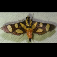 Syngamia florella