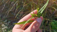 Symphyotrichum lanceolatum lanceolatum
