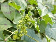 Malva parviflora