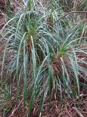 Freycinetia banksii
