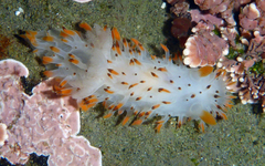 Crimora coneja
