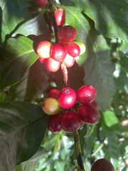 Coffea