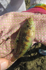 Halichoeres miniatus