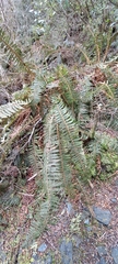 Polystichum vestitum