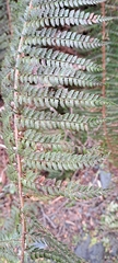 Polystichum vestitum
