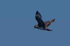 Stercorarius pomarinus