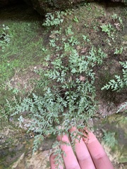 Asplenium montanum