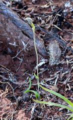 Thelymitra matthewsii