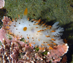 Crimora coneja