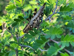 Agroecotettix modestus