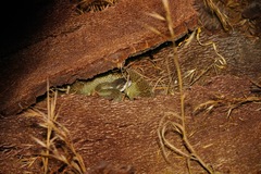 Crotalus oreganus oreganus