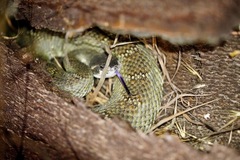Crotalus oreganus oreganus