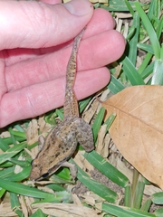 Ptychadena mossambica