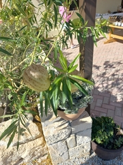 Gomphocarpus physocarpus