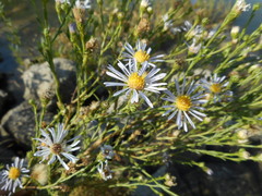 Symphyotrichum lentum