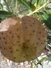 Gomphocarpus physocarpus