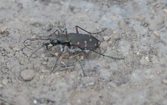 Cicindela duodecimguttata