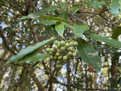 Photinia niitakayamensis