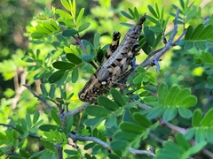 Agroecotettix modestus