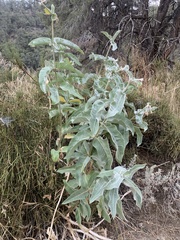 Asclepias eriocarpa