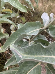 Asclepias eriocarpa
