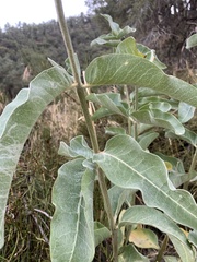 Asclepias eriocarpa