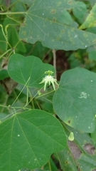 Passiflora filipes