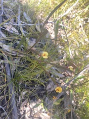 Bossiaea ensata
