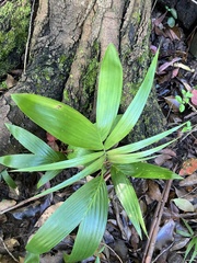 Archontophoenix cunninghamiana