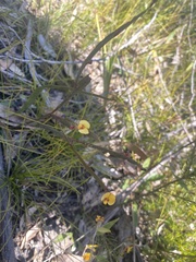 Bossiaea ensata