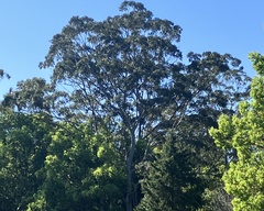 Eucalyptus tereticornis