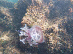 Pseudorhiza haeckeli