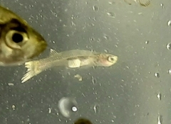 Gobiopterus chuno
