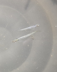 Gobiopterus chuno