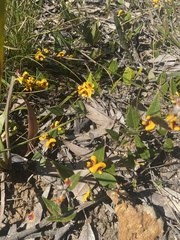 Bossiaea prostrata