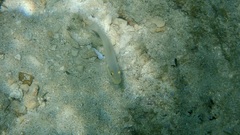 Valenciennea strigata