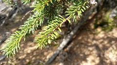 Picea jezoensis