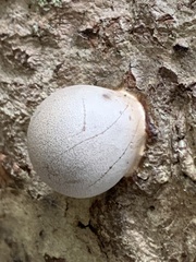 Lycogala flavofuscum