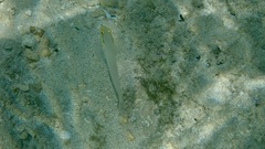 Valenciennea strigata